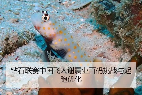 钻石联赛中国飞人谢震业百码挑战与起跑优化